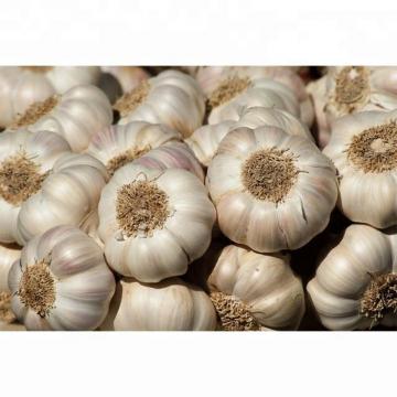 Natural Fresh White Garlic Wholesales