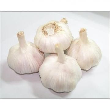 Fresh Normal White Garlic Price