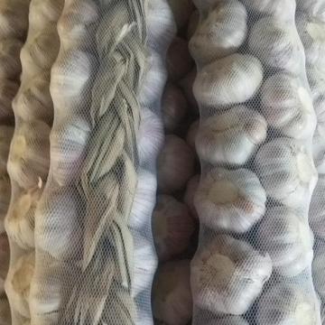 Premium Quality Fresh Garlic Braids Hot Sale