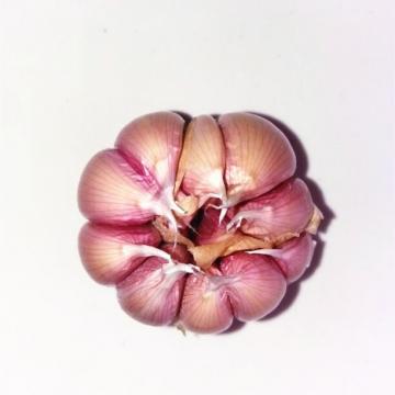 Fresh Purple Garlic From China