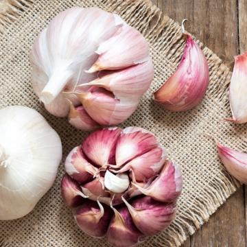 Fresh Cold Storage Purple Garlic