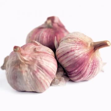 Fresh Cold Storage Purple Garlic