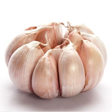 Fresh Purple Garlic From China