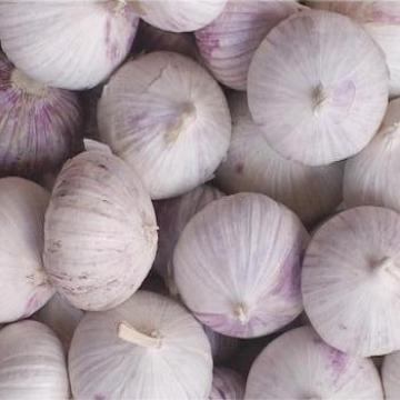 Wholesale Single Clove Garlic, Basket Packing Garlic, Low Price