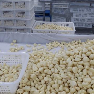 Good Quality Nitrogen Filled Fresh Peeled White Garlic Clove