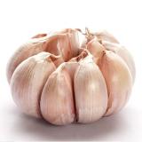 Normal Purple Garlic Price  For Export